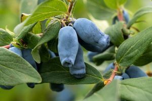 Саджанці жимолості на вашій ділянці фото