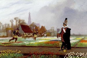 Тюльпаны. История происхождения тюльпанов фото
