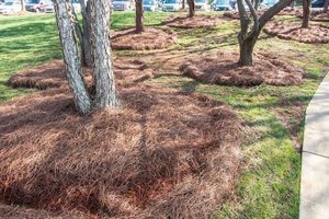 Сезонні роботи в грудні: Захист кореневої системи від морозу фото