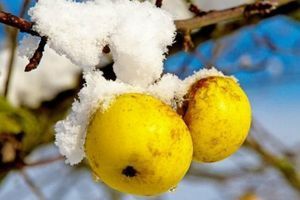 Сезонні роботи у січні: Утеплення плодових дерев фото