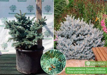 Ель колючая Глаука Глобоза (Glauca Globosa), 60-70 см (контейнер 25 л) 620-085 фото