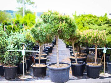 Сосна чорна Брепо Штамб / контейнер C55 / висота штамба 80 / ширина 80-100 110701406167 фото