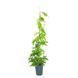 Глициния короткокистая Окаяма / контейнер C2 110502001506 фото 1