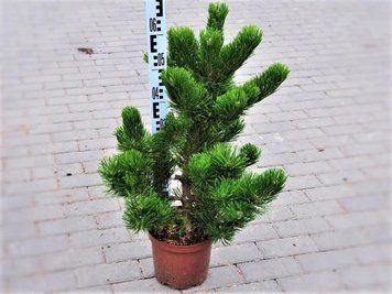 Сосна чорна Орегон Грін / контейнер C45 / висота 100-120 110701407448 фото