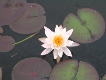 Німфея (латаття) Розе Арей (Rose Arey) 156-236 фото
