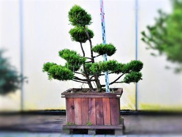 Ялівець середній Пфітзеріана Ауреа Бонсай K19 / контейнер Woodenbox 800 / висота 125-150 110700909825 фото
