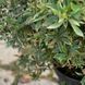 Пиерис японский Вариегата / контейнер C7,5 / высота 40-60 110201001305 фото 5