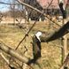 Лак-бальзам Bio Plantella Arbosan с фунгицидом садовая замазка с кисточкой, 350 г / Арбосан Био 120400200217 фото 3