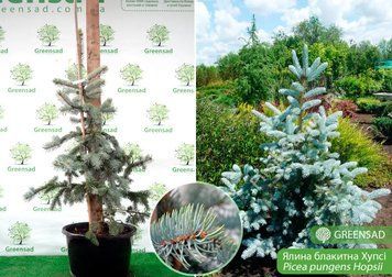 Ель колючая Хупсии / контейнер G / высота 150-175 110701306130 фото