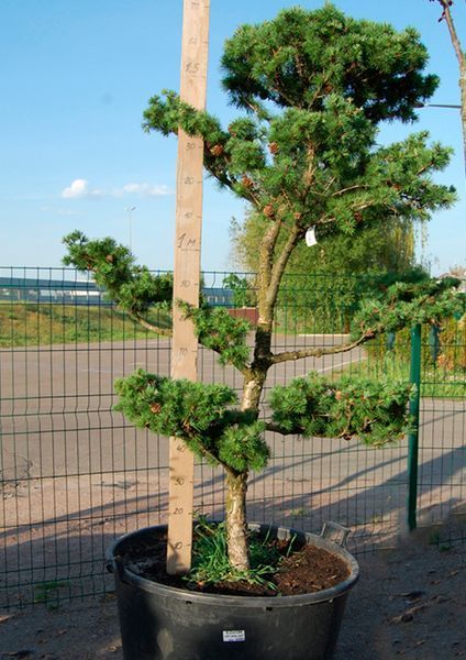 Лиственница европейская бонсай, 1,5-2,0 метра 440-145 фото