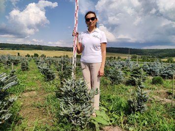 Пихта корейская Силберлок K / контейнер G / высота 60-80 110700101465 фото