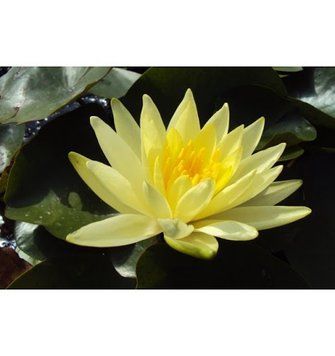 Німфея (латаття) Колонель А.Дж.Уелч (Colonel A.J. Welch) 139-022 фото