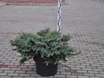 Ель колючая Глаука Глобоса / контейнер C35 / высота 50-60 110701305888 фото