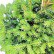Пихта кавказская (Нордмана) Саерлинг / контейнер C10 / высота 30-40 110700109904 фото 2