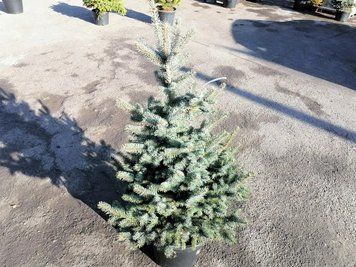 Ялина колюча Хупсіі / контейнер C45 110701306136 фото