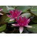 Німфея (латаття) Лайдекері Фулженс (Laydekeri Fulgens) 139-010 фото 2