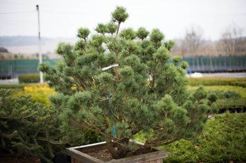 Сосна обыкновенная Ватерери / контейнер Woodenbox 300 / высота 120-140 110701410683 фото