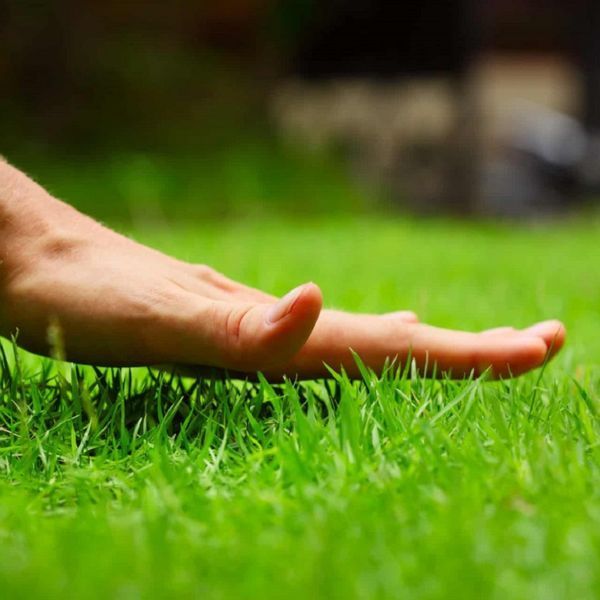 Газонная трава Barenbrug SOS Lawn repair Для подсева / 15 кг 110000900112 фото