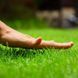 Газонная трава Barenbrug SOS Lawn repair Для подсева / 15 кг 110000900112 фото 2