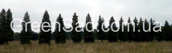 Крупномір туї пірамідальної 6 метрів 30-1030 фото