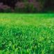 Газонная трава с микроклевером Dlf-Trifolium Turfline Easygreen (Изигрин) / 7,5 кг 110000200136 фото 2