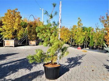 Сосна густоквіткова Окулус Драконіс PC18 / контейнер C100 / висота 100-125 110701400829 фото