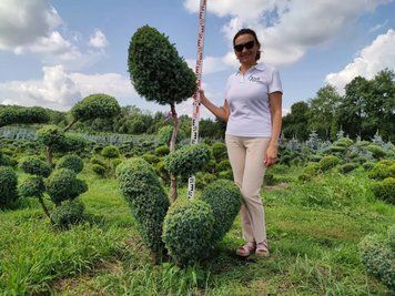 Можжевельник китайский Блю Альпс Бонсай K / контейнер G / высота 140-180 110700900169 фото