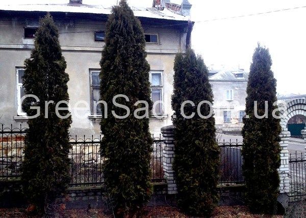 Крупномір туї колоновидної, 4,5-5,0 метрів 30-1023 фото