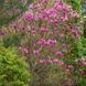 Магнолія гібридний(а) Орчід PC / контейнер C18 / висота 80-100 110406808403 фото 3