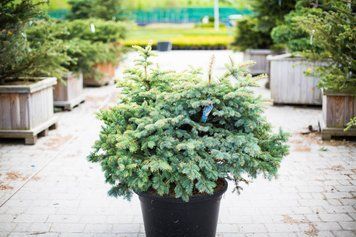 Ель колючая Глаука Глобоса XXL / контейнер C60 / высота 40-60 / ширина 80-100 1107013059001 фото