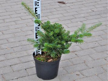 Ялиця корейська Блауер Пфіфф PG22 / контейнер C5 110700100811 фото