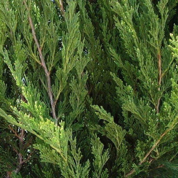 Ялівець китайський Спірмінт PC / контейнер C3 110700913305 фото