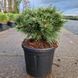 Сосна горная Бенджамин / контейнер C10 / высота 30-40 110701401956 фото 1