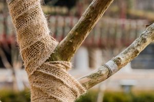Готуємо до зими плодові дерева і чагарники фото