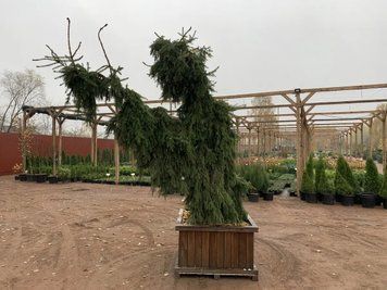 Ель сербская Пендула / контейнер Woodenbox 300 / высота 225-250 110701304539 фото