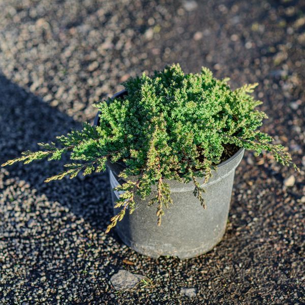 Ялівець сланкий Нана PC / контейнер C7,5 110700905889 фото