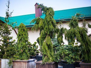Ель сербская Пендула / контейнер Woodenbox 1000 / высота 350-400 110701304549 фото