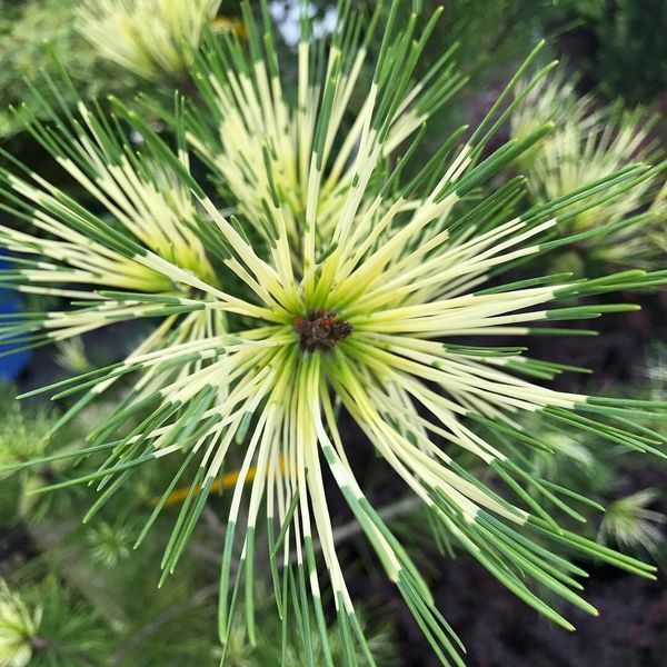 Сосна густоцветковая Окулус Драконис / контейнер C10 / высота 40-50 110701400841 фото