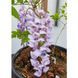 Глициния короткокистая Окаяма 3 бамбука / контейнер C25 / высота 150-175 110502001508 фото 3