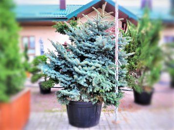 Ель колючая Глаука Глобоса XXL / контейнер C65 / высота 70-80 / ширина 80 1107013059007 фото