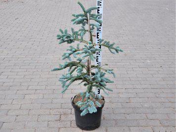 Ялиця висока Глаука / контейнер C10 / висота 30-40 110700101967 фото