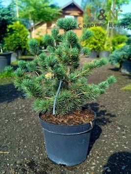 Сосна дрібноквіткова Негіші K20 / контейнер C45 / висота 40-60 110701408483 фото