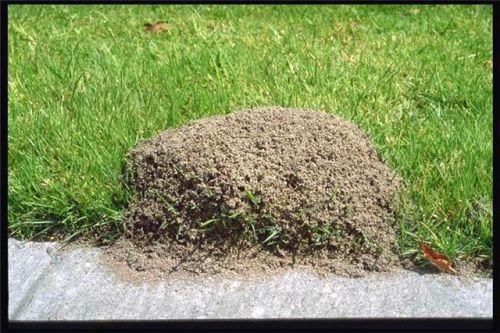 муравьи на газоне