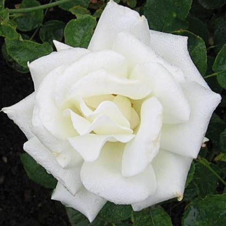 Роза чайно-гибридная Аваланж (Avalanсhe)