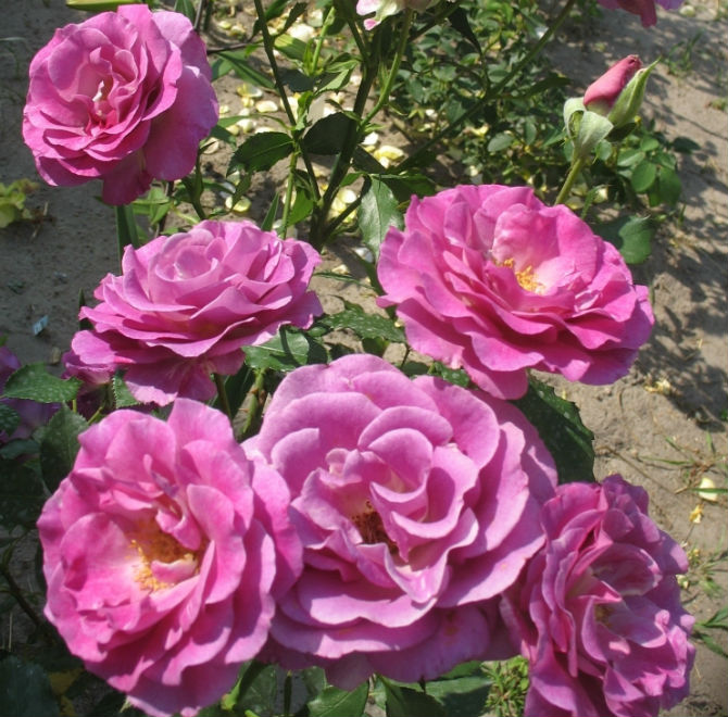 Роза чайно-гибридная Мелоди Парфум (Melody Parfume)