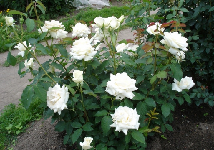 Роза чайно-гибридная Паскали (Pascali)