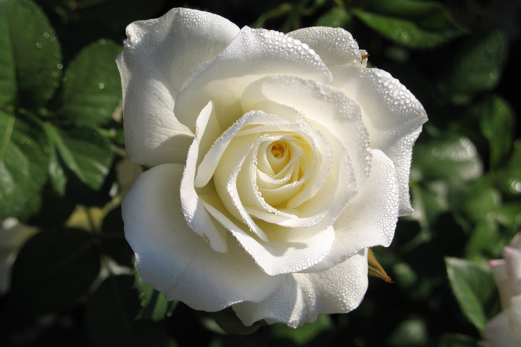 Роза чайно-гибридная Маруся (Maroussia)