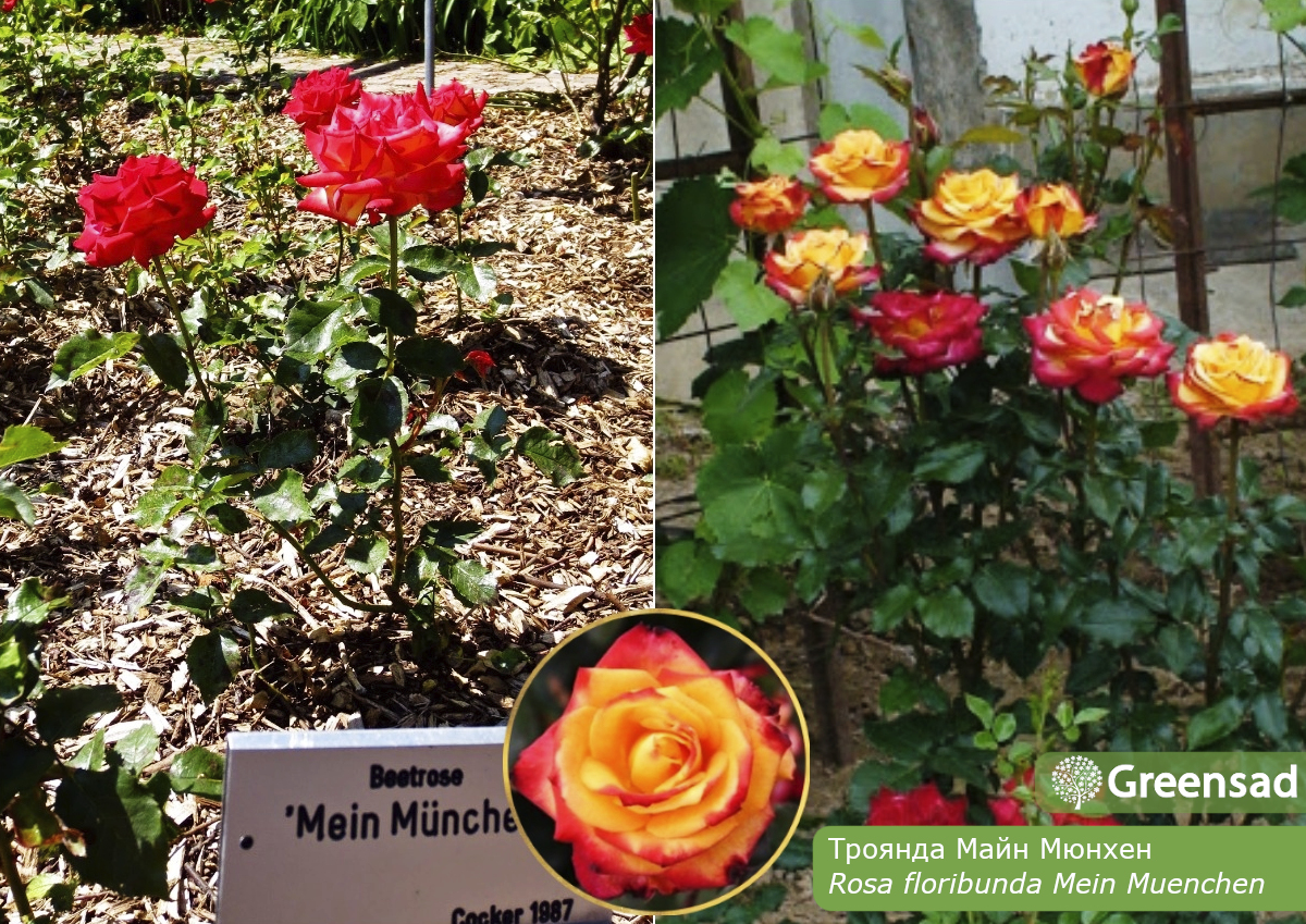 Троянда флорібунда Майн Мюнхен (Mein Muenchen)