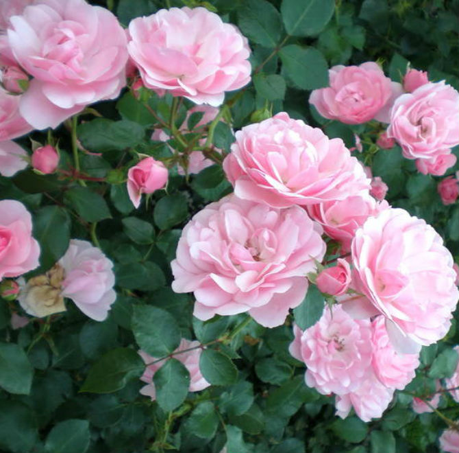 Роза полиантовая Боника (Bonica)