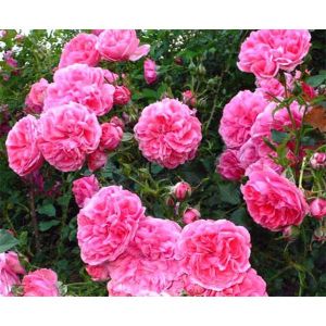 Роза плетистая Пинк Мушимара (Pink Musimara)
